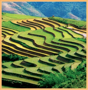 ruong bac thang sa pa