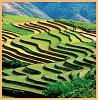 ruong bac thang sa pa