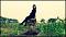 Chou_chou's Avatar