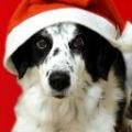 DOG's Avatar